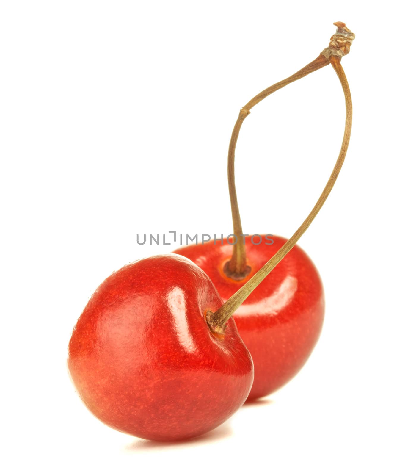 fresh pink cherries with stem isolated on white