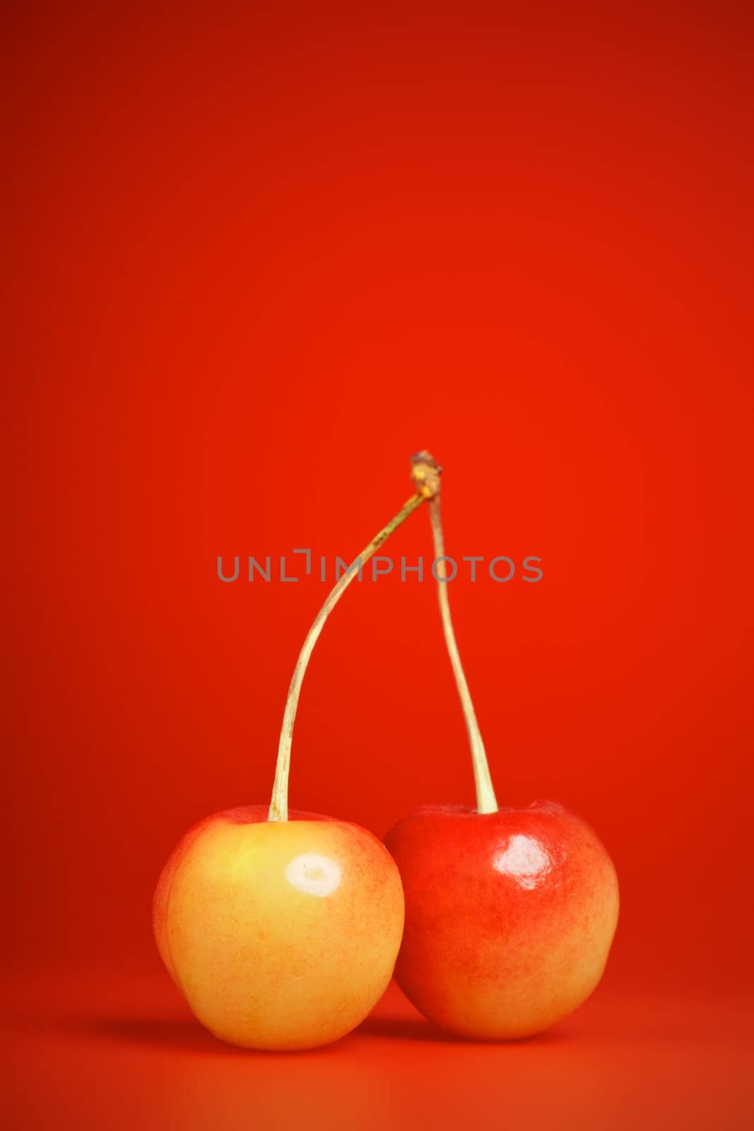 fresh pink cherries with stem on red background