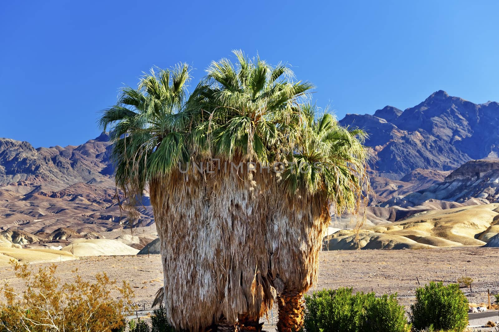 Palm Tree Canyon Desert Death Valley National Park California by bill_perry