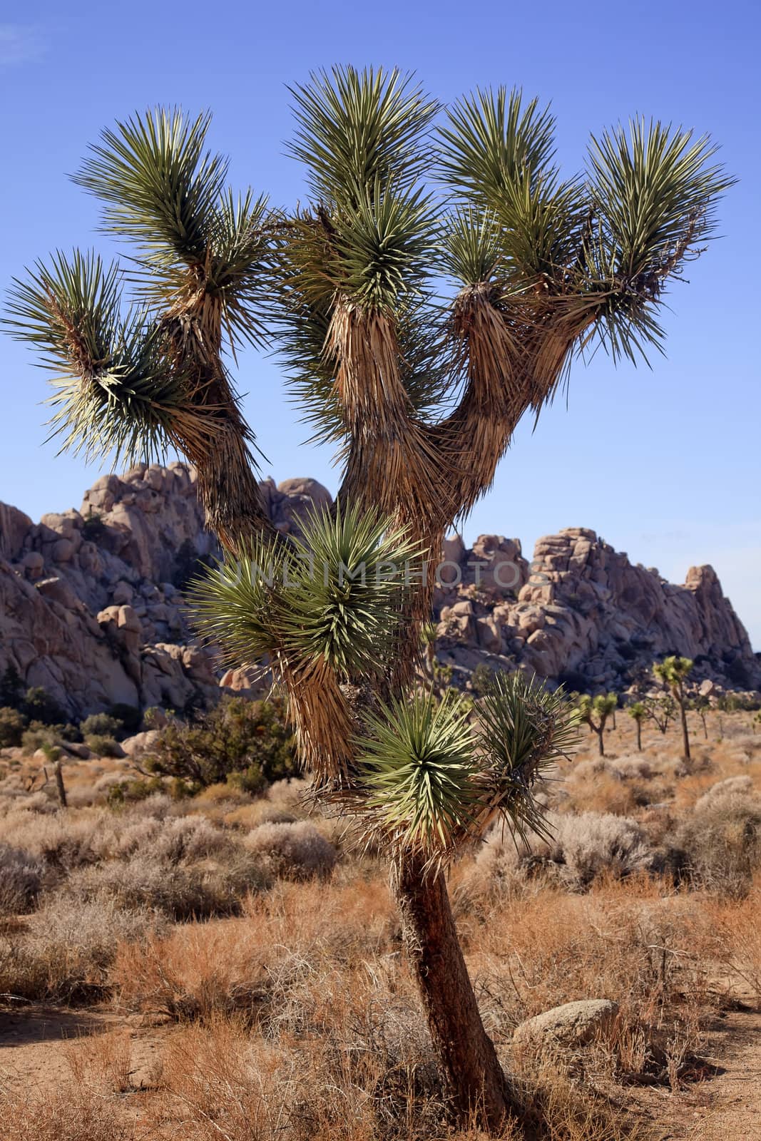 Many Branches Yucca  Brevifolia Mojave Desert Joshua Tree Nation by bill_perry