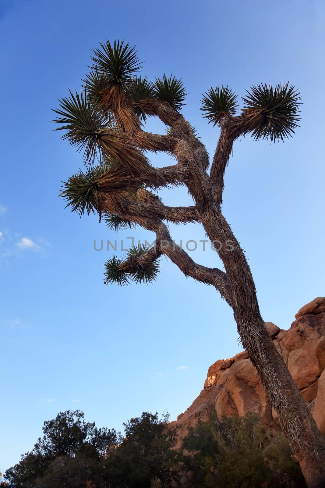 Yucca  Brevifolia Evening Mojave Desert Joshua Tree National Par by bill_perry