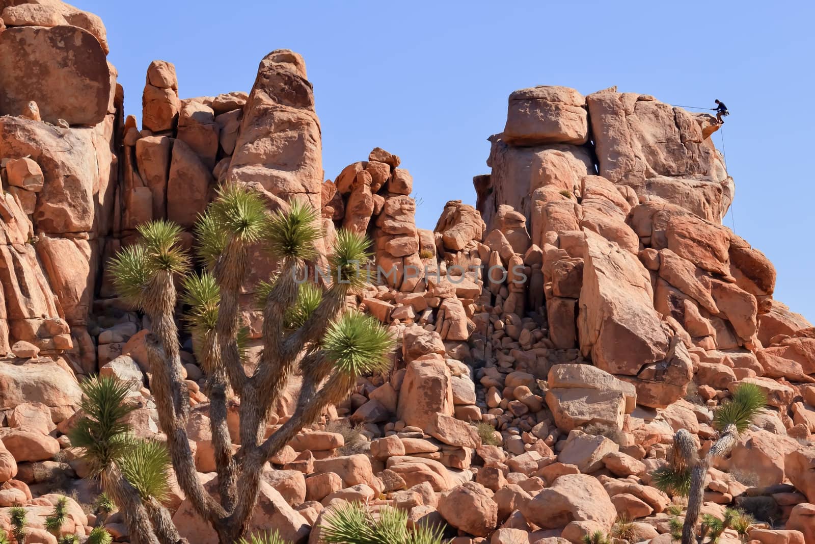 Rock Climb Yucca  Brevifolia Mojave Desert Joshua Tree National  by bill_perry