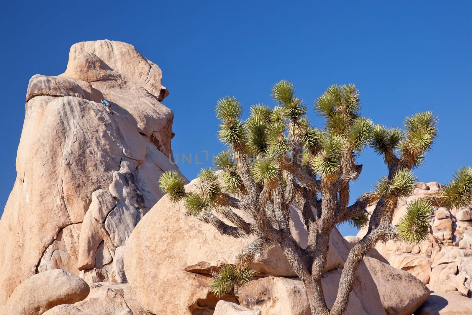 Rock Climber Joshua Tree Big Rocks Yucca Brevifolia Mojave Desert Joshua Tree National Park California Named by the Mormon Settlers for Joshua in the Bible because the branches look like outstretched hands