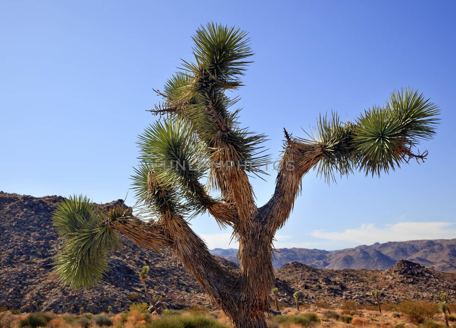 Yucca  Brevifolia Mojave Desert Joshua Tree National Park Califo by bill_perry