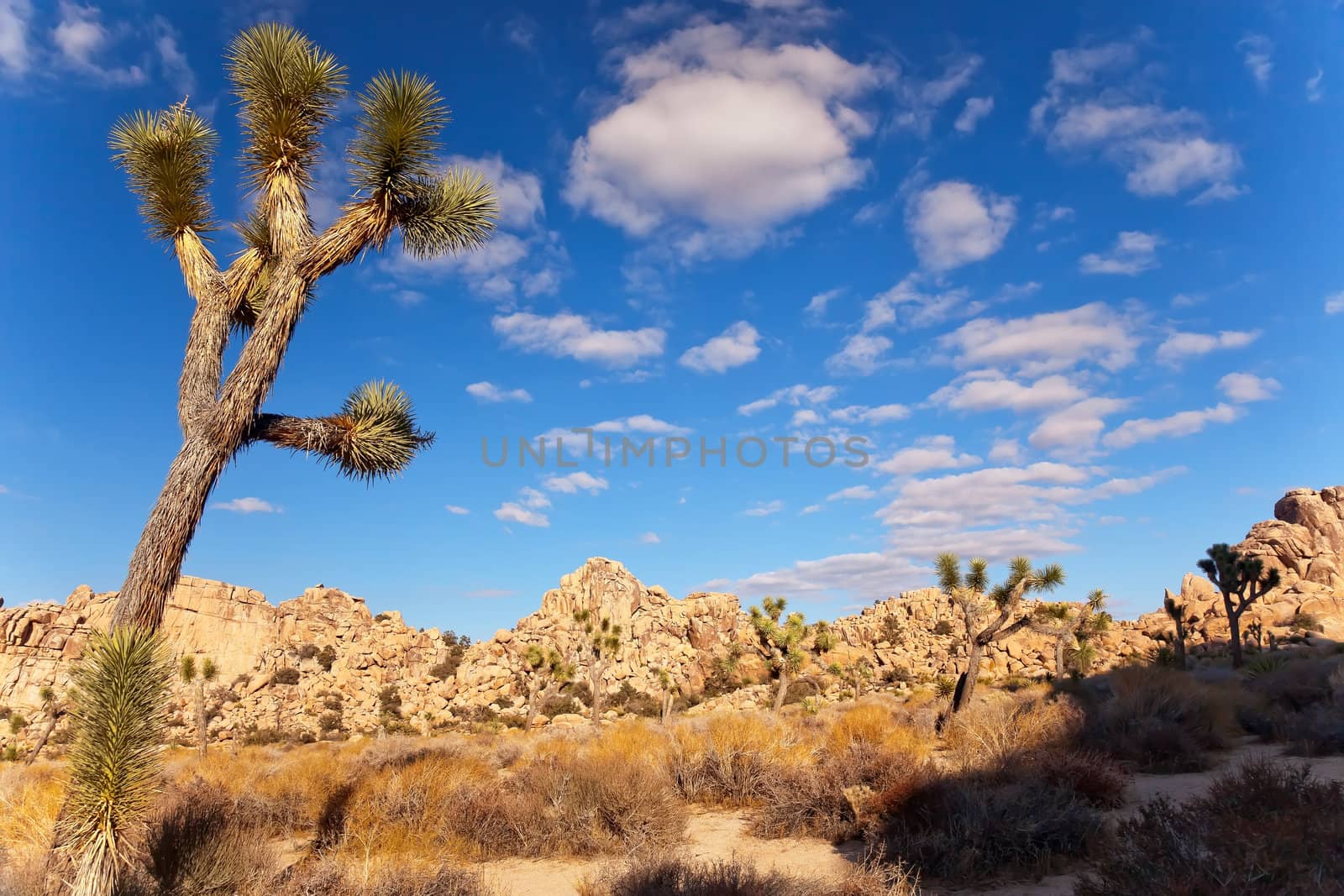 Yucca  Brevifolia Mojave Desert Joshua Tree National Park Califo by bill_perry