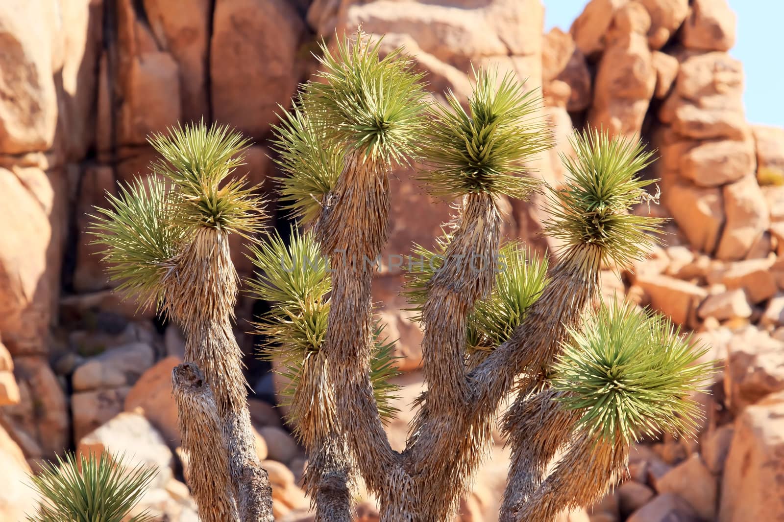 Rocks Yucca  Brevifolia Mojave Desert Joshua Tree National Park by bill_perry