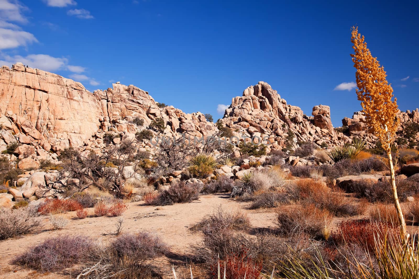 Yucca Nolina Beargrass Hidden Valley Mojave Desert Joshua Tree N by bill_perry