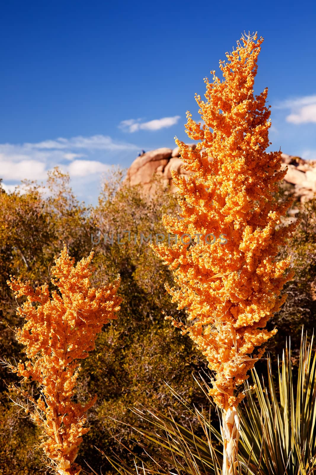 Yellow Nolina Beargrass Blossums Hidden Valley Mojave Desert Jos by bill_perry