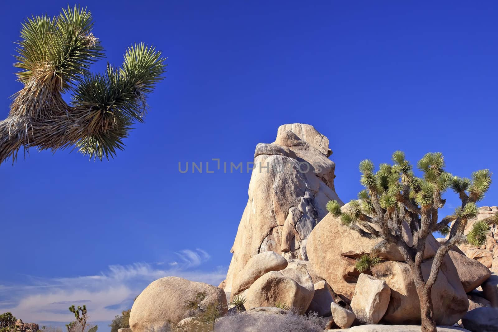 Rock Joshua Tree Big Rocks Yucca Brevifolia Mojave Desert Joshua Tree National Park California Named by the Mormon Settlers for Joshua in the Bible because the branches look like outstretched hands