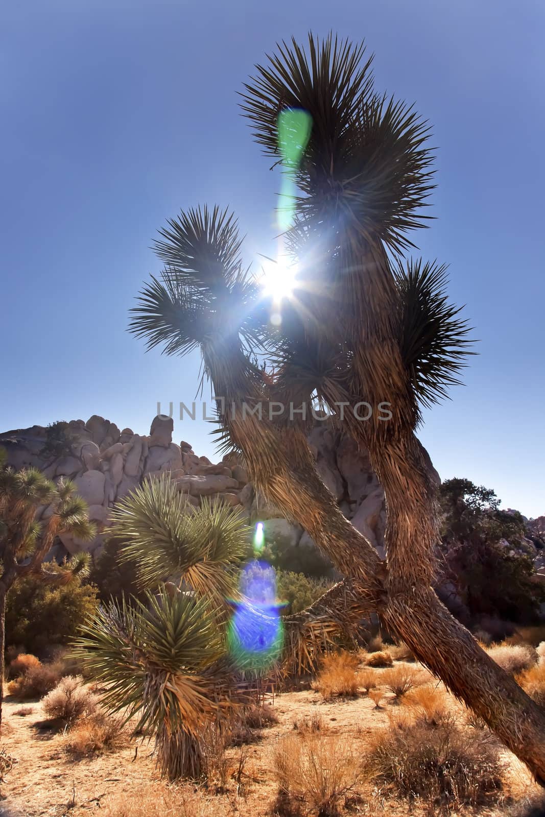 Yucca  Brevifolia Sun Flare Mojave Desert Joshua Tree National P by bill_perry