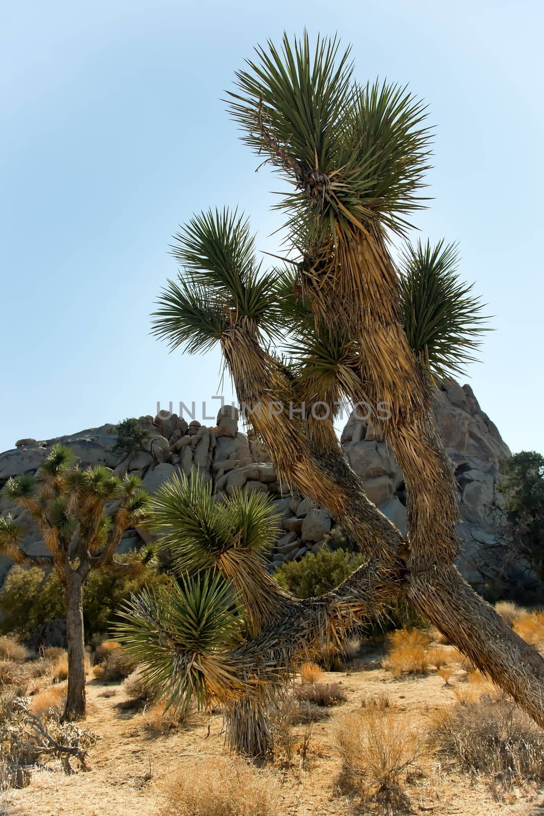 Yucca  Brevifolia Mojave Desert Joshua Tree National Park Califo by bill_perry