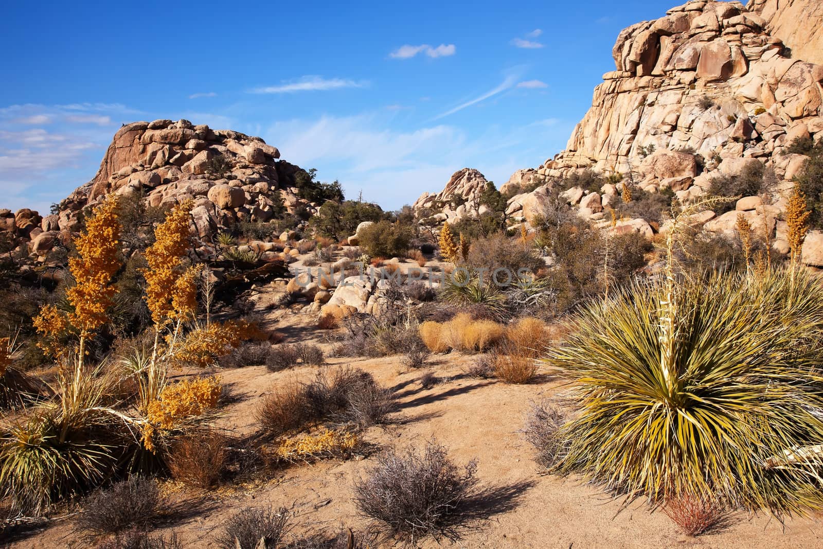 Yucca Nolina Beargrass Mojave Desert Joshua Tree National Park C by bill_perry