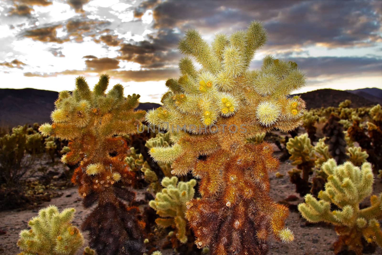 Cholla Cactus Garden Mojave Desert Joshua Tree National Park Cal by bill_perry