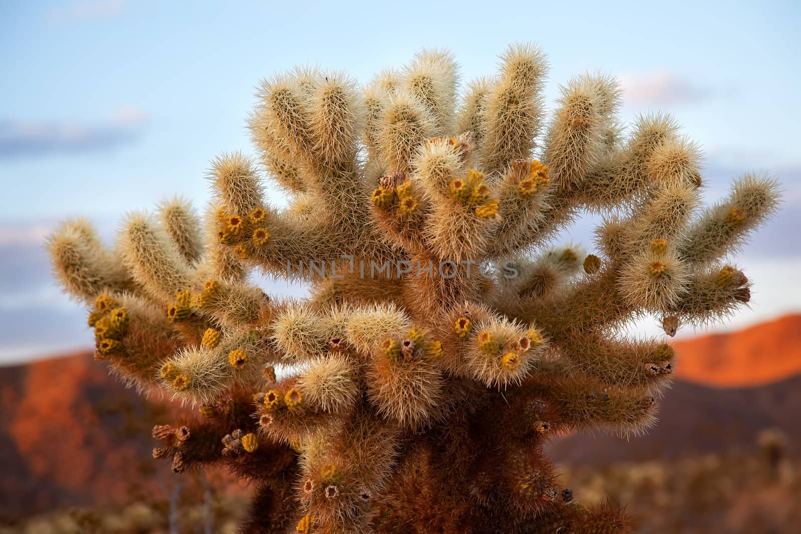 Cholla Cactus Garden Mojave Desert Joshua Tree National Park Cal by bill_perry