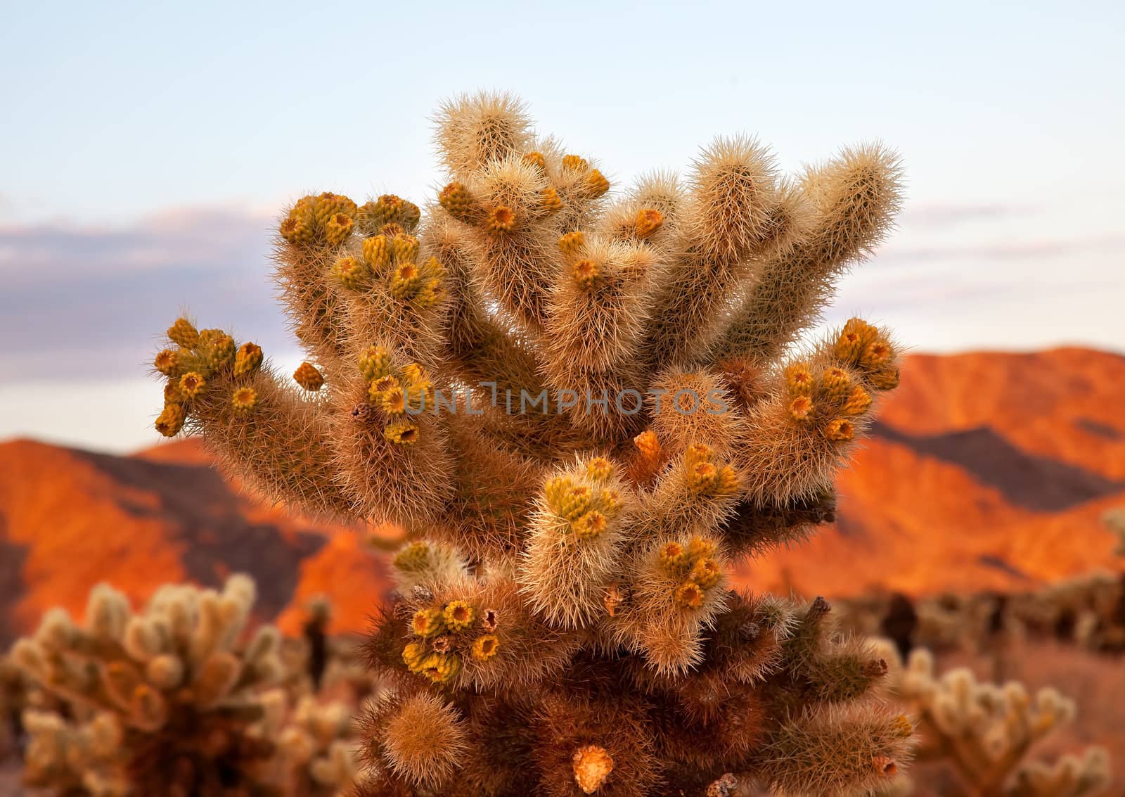 Cholla Cactus Garden Sunset Mojave Desert Joshua Tree National Park California  Teddy bear Cholla Cactus Cylindropuntia bigelovii Named for a teddy bear because from distance looks furry.