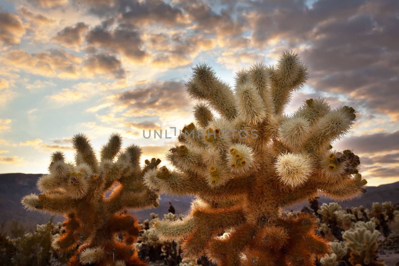 Cholla Cactus Garden Sunset Mojave Desert Joshua Tree National P by bill_perry