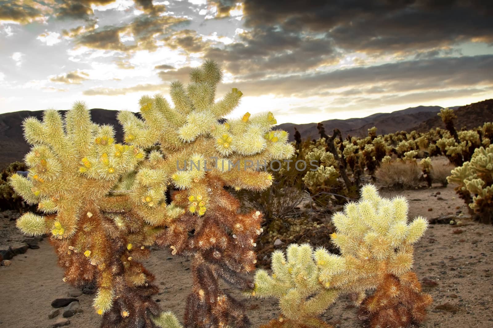 Cholla Cactus Garden Sunset Mojave Desert Joshua Tree National Park California  Teddy bear Cholla Cactus Cylindropuntia bigelovii Named for a teddy bear because from distance looks furry.