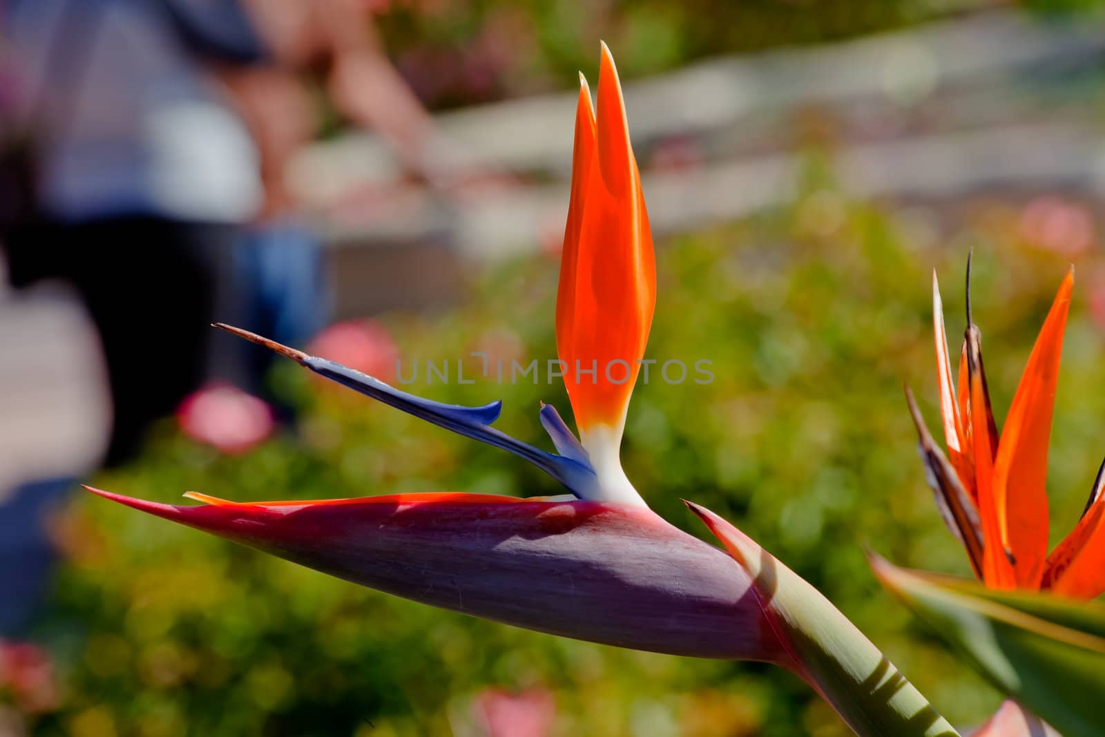 Bird of Paradise Flower Garden Mission San Juan Capistrano Calif by bill_perry