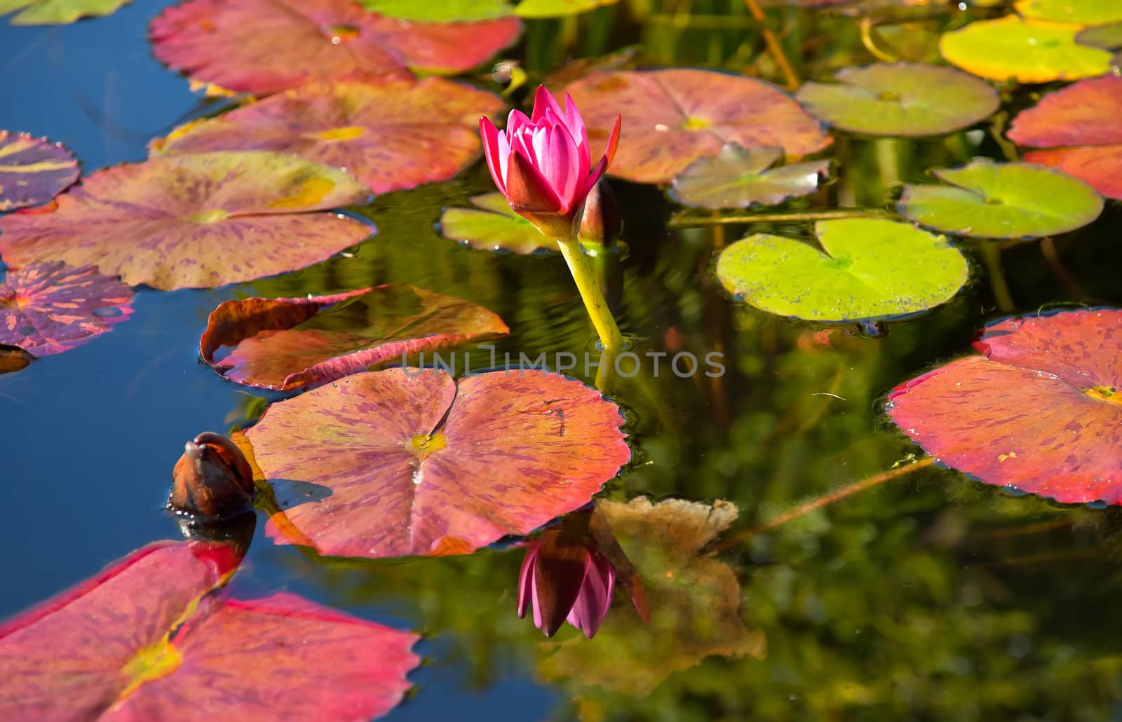 Pink Water Lilly Reflection Mission San Juan Capistrano Garden C by bill_perry