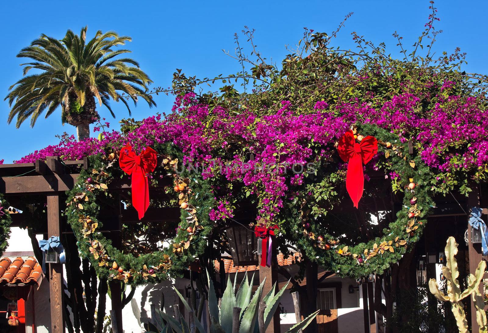 Christmas Wreaths Purple Bougananvilla Cactus Garden Old San Die by bill_perry