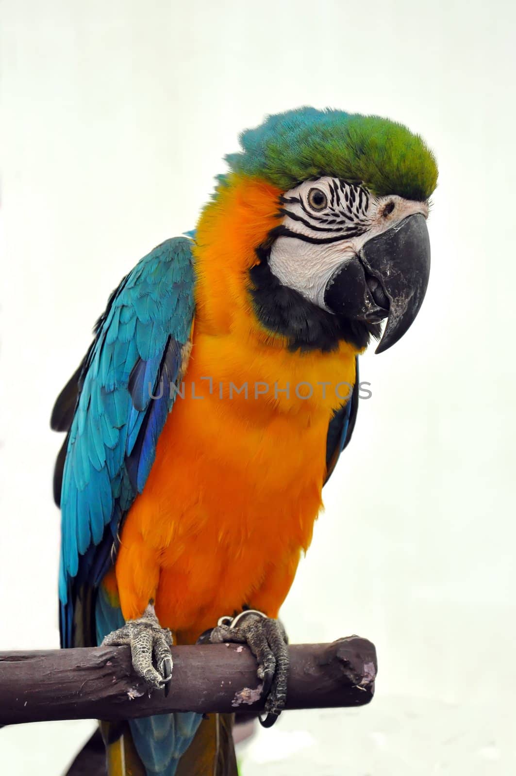 portrait macaw bird by phanlop88
