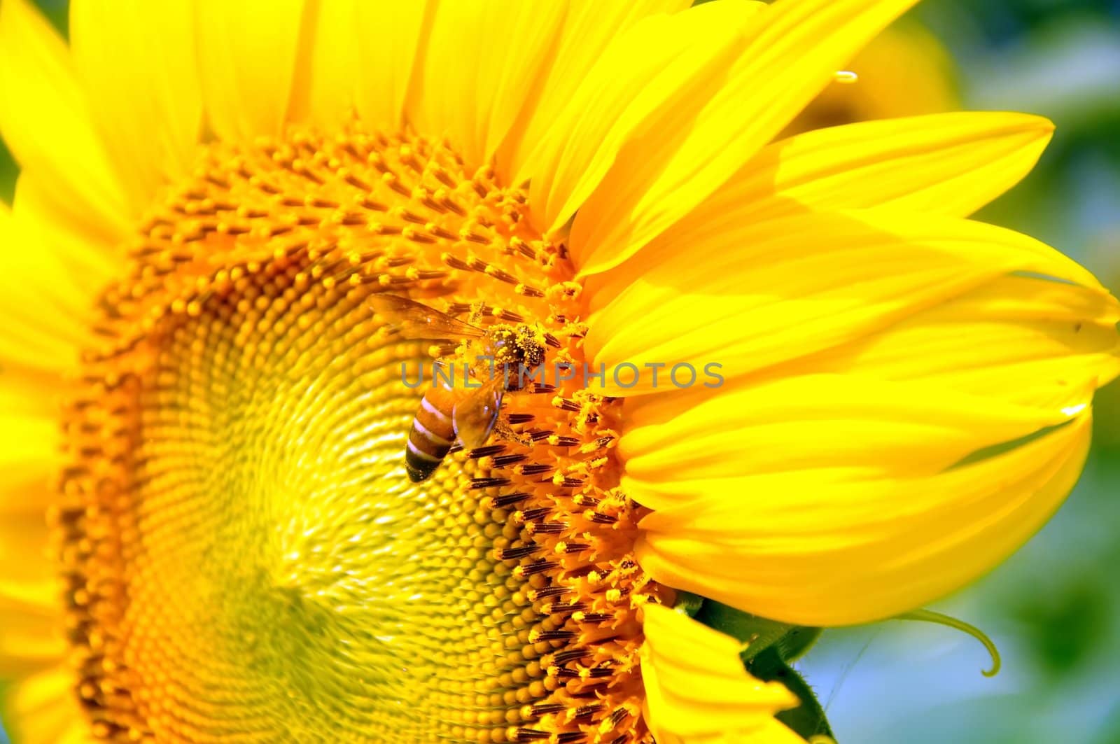 closeup of bee and sunflower