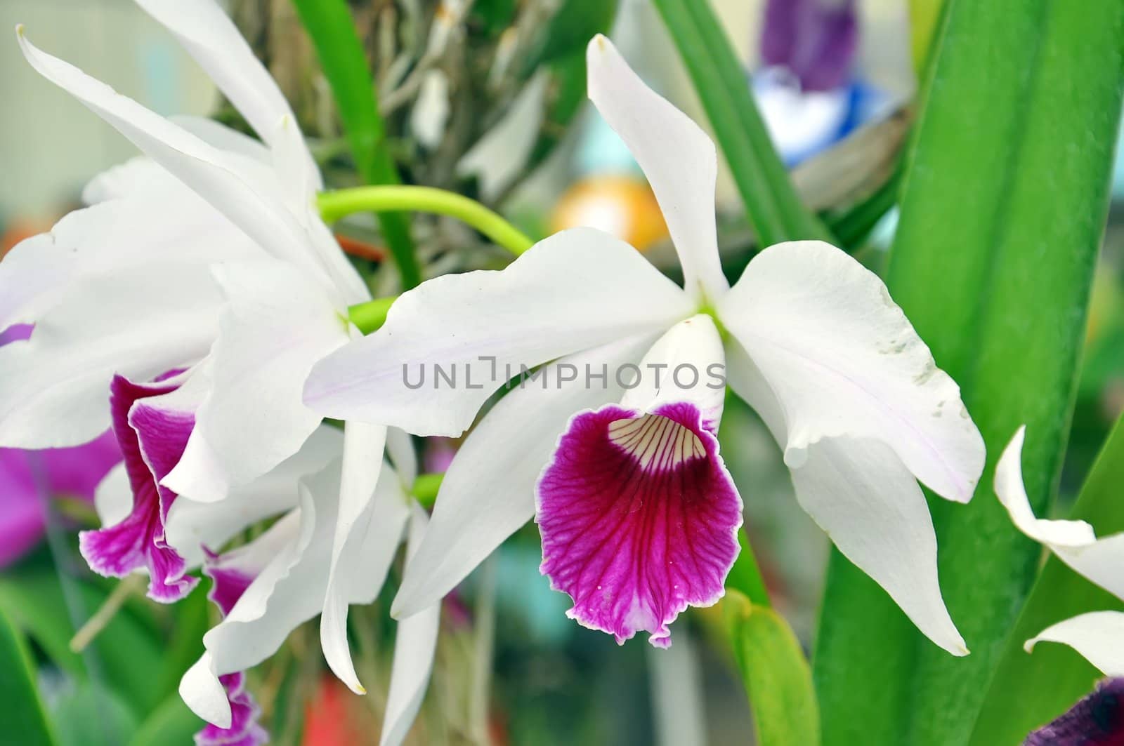 Beautiful white and Purple orchid bloom in garden in summer