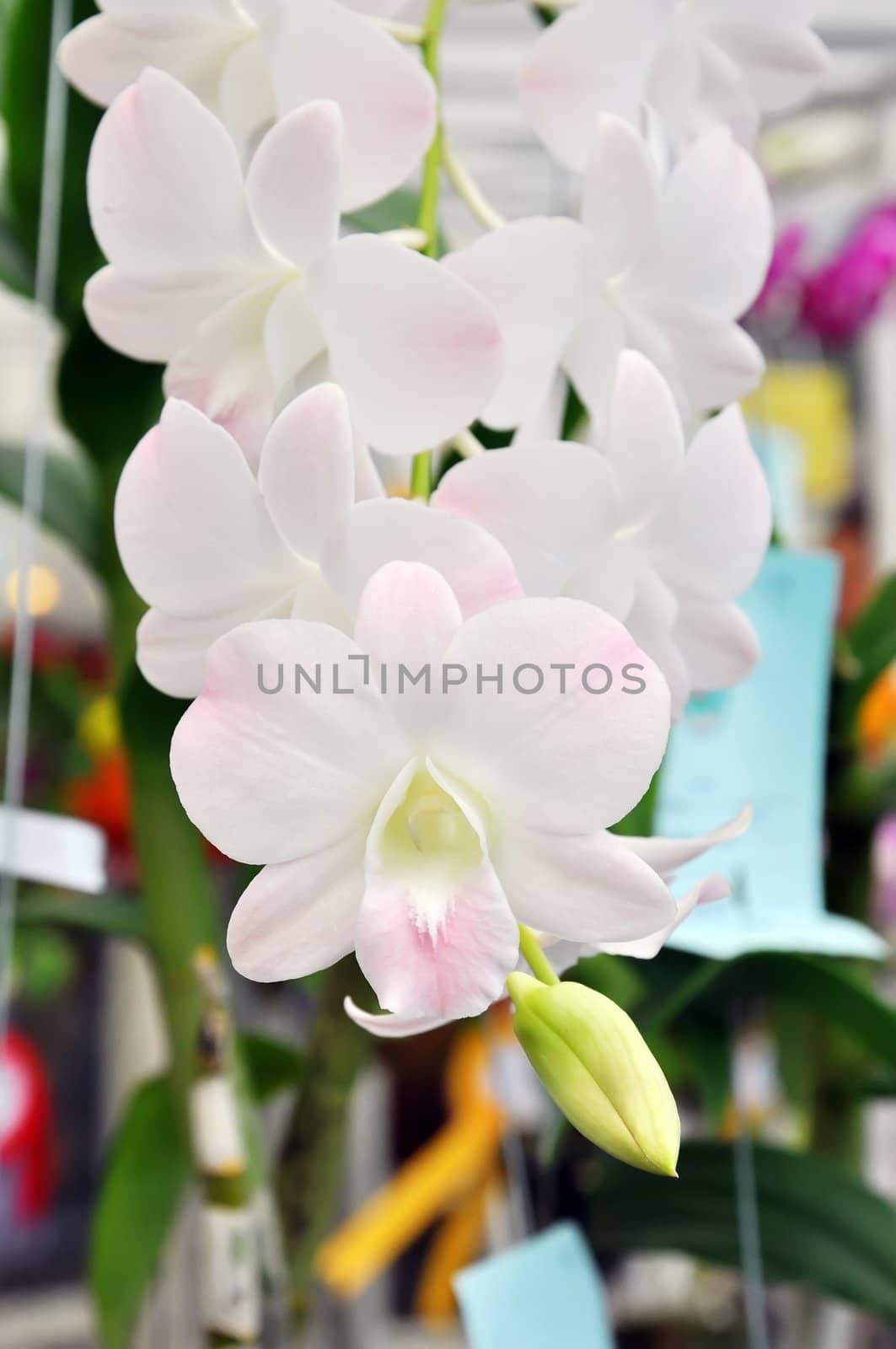 White orchid by phanlop88