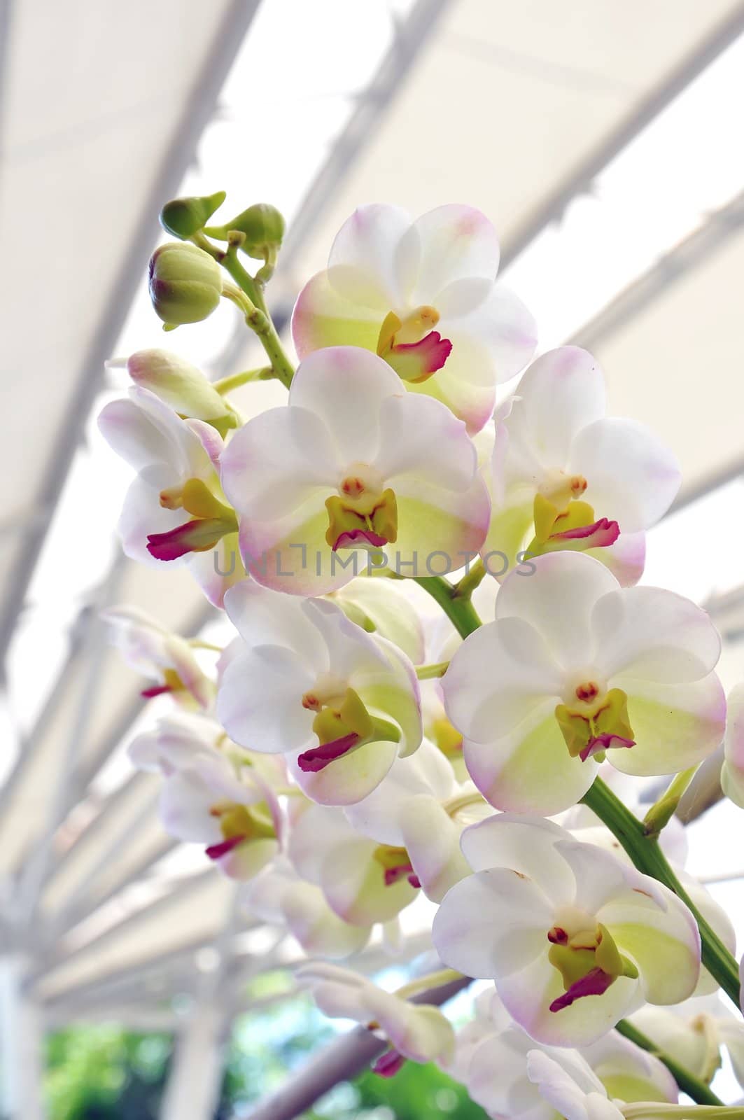 Beautiful white orchid bloom in garden in summer