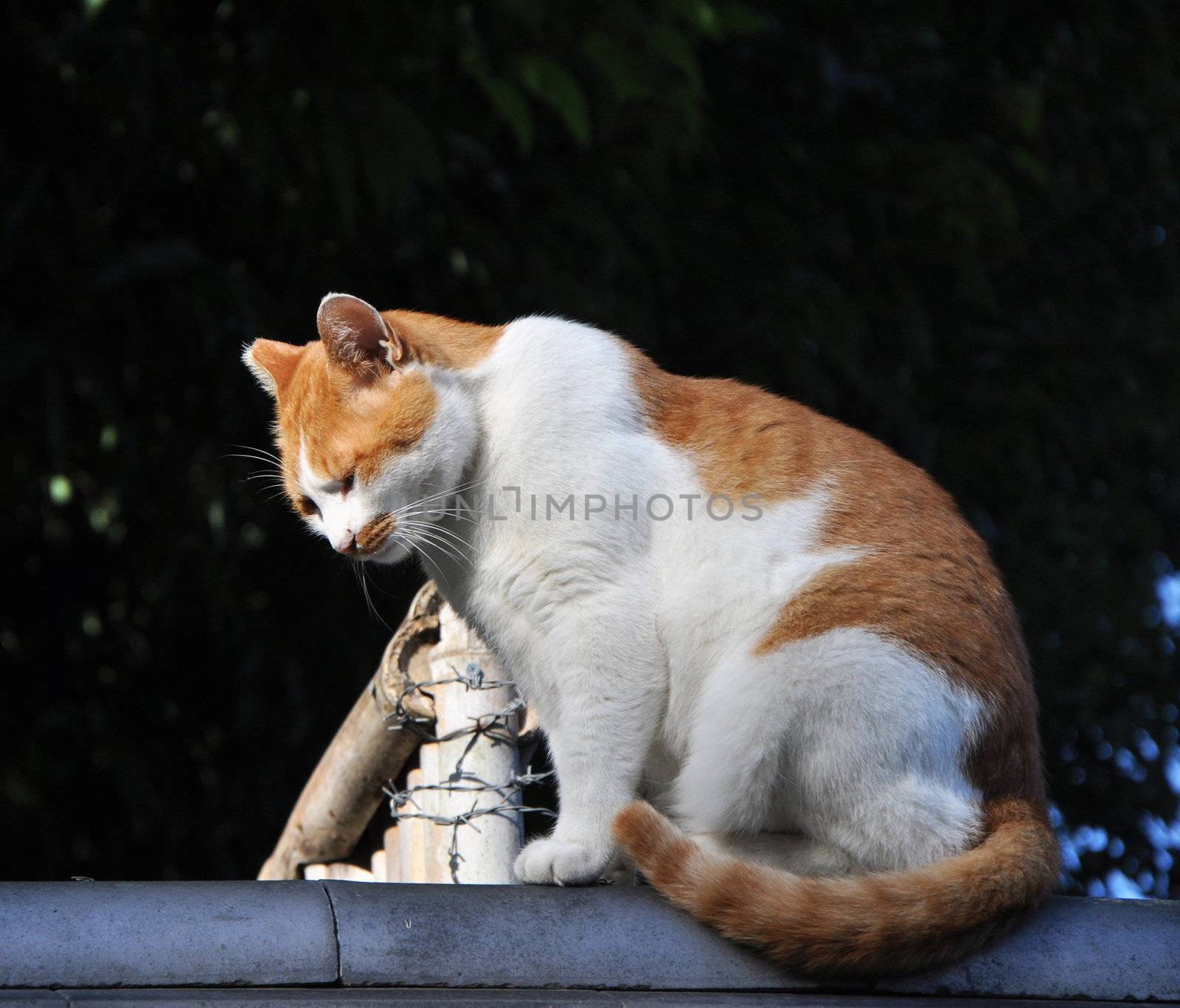 Cat on the roof in Kyoto by siraanamwong