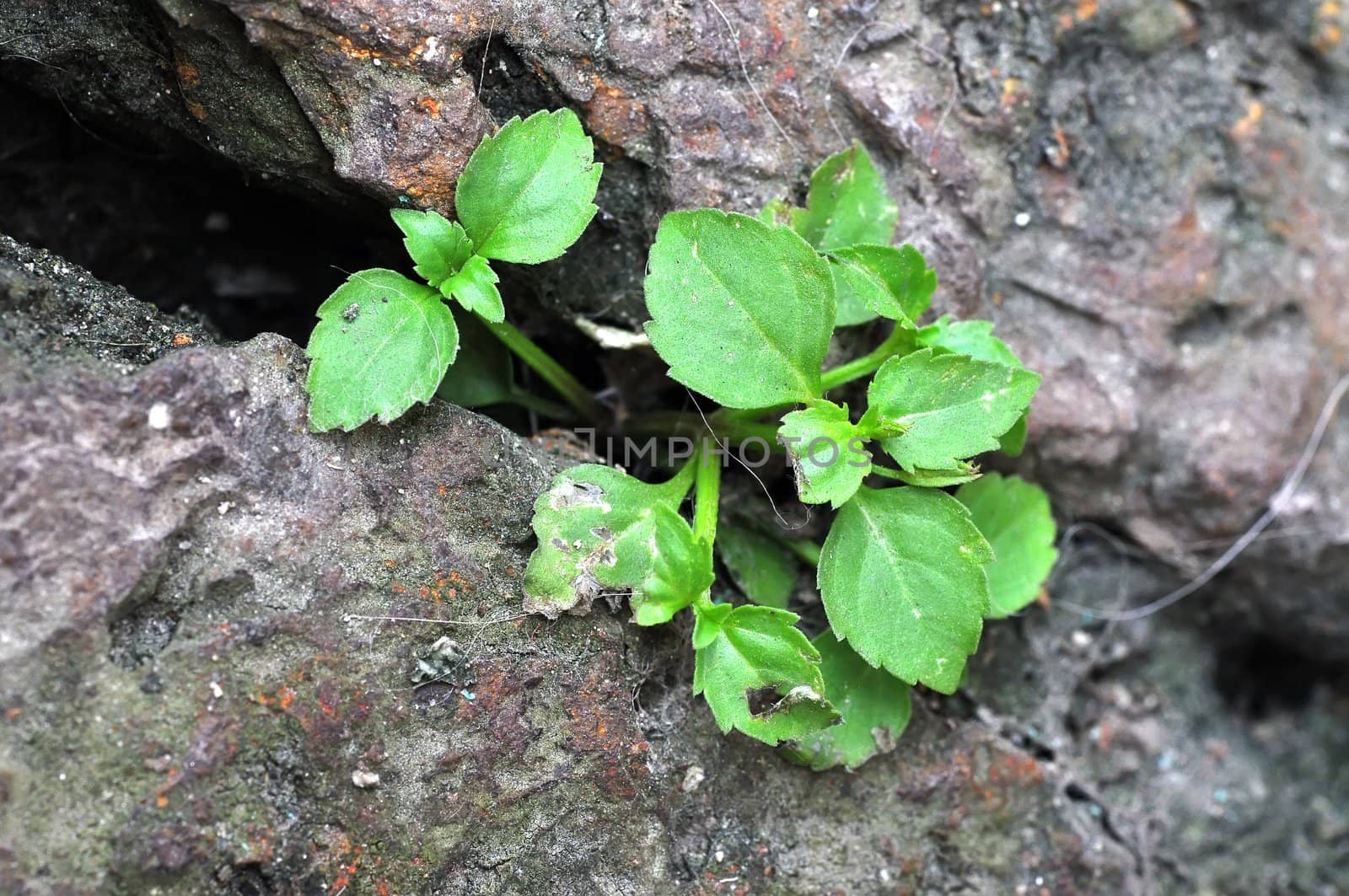 Young tree growing on piece of rock 