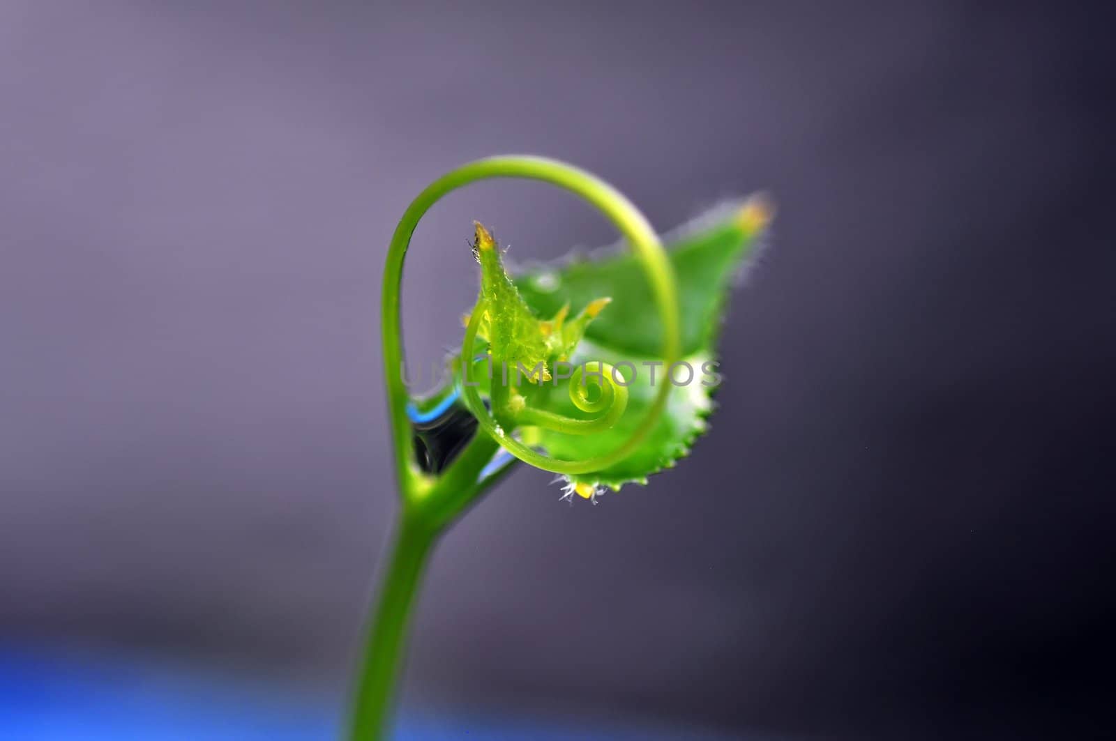 Green ivy closeup