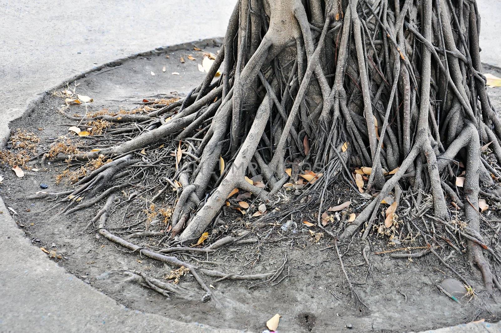 Amazing Chaos Tree Roots
