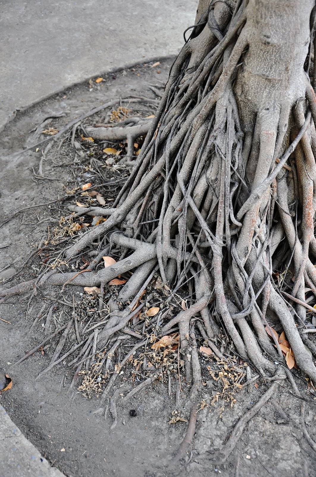 Tree Roots by phanlop88