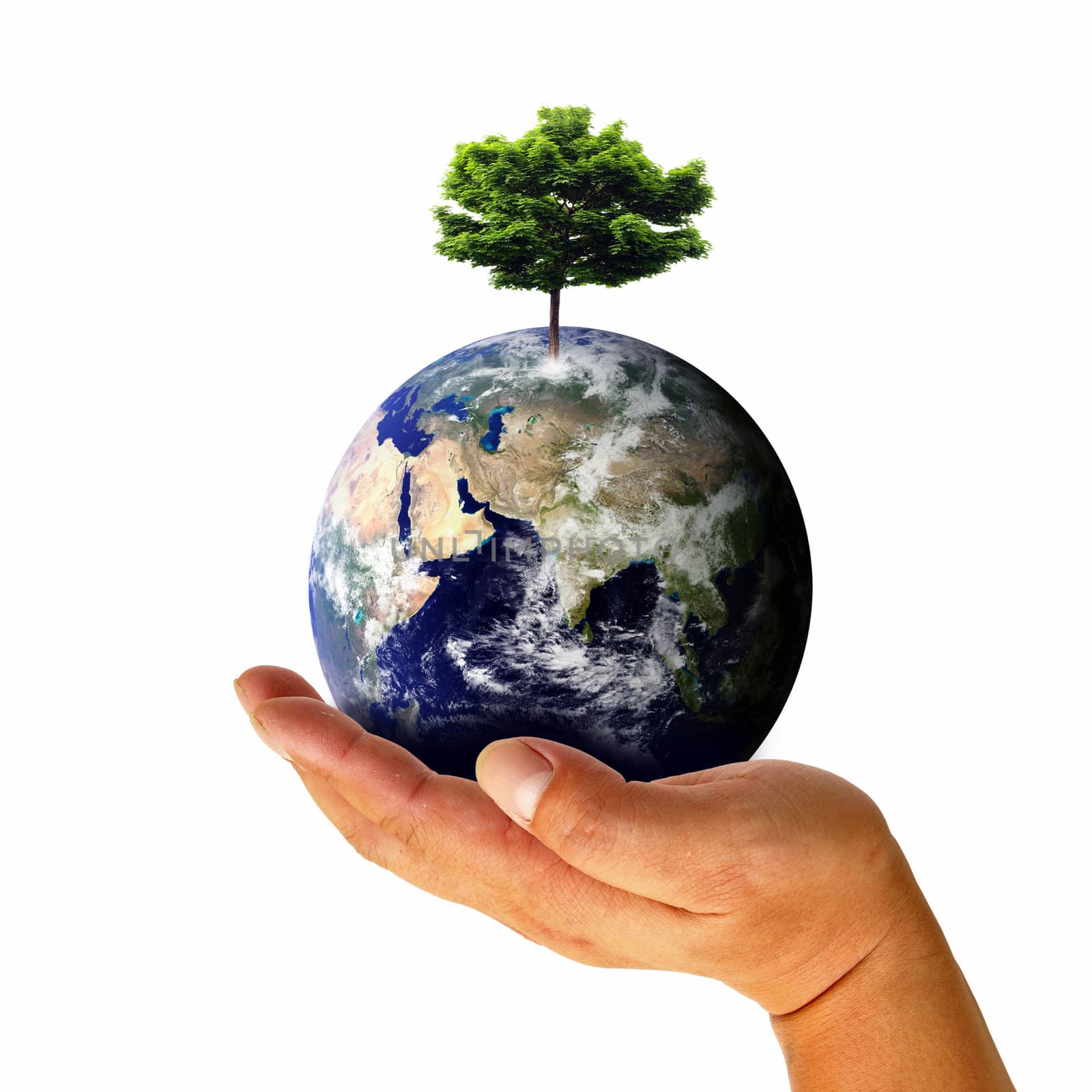 Male hand holding the Earth with tree