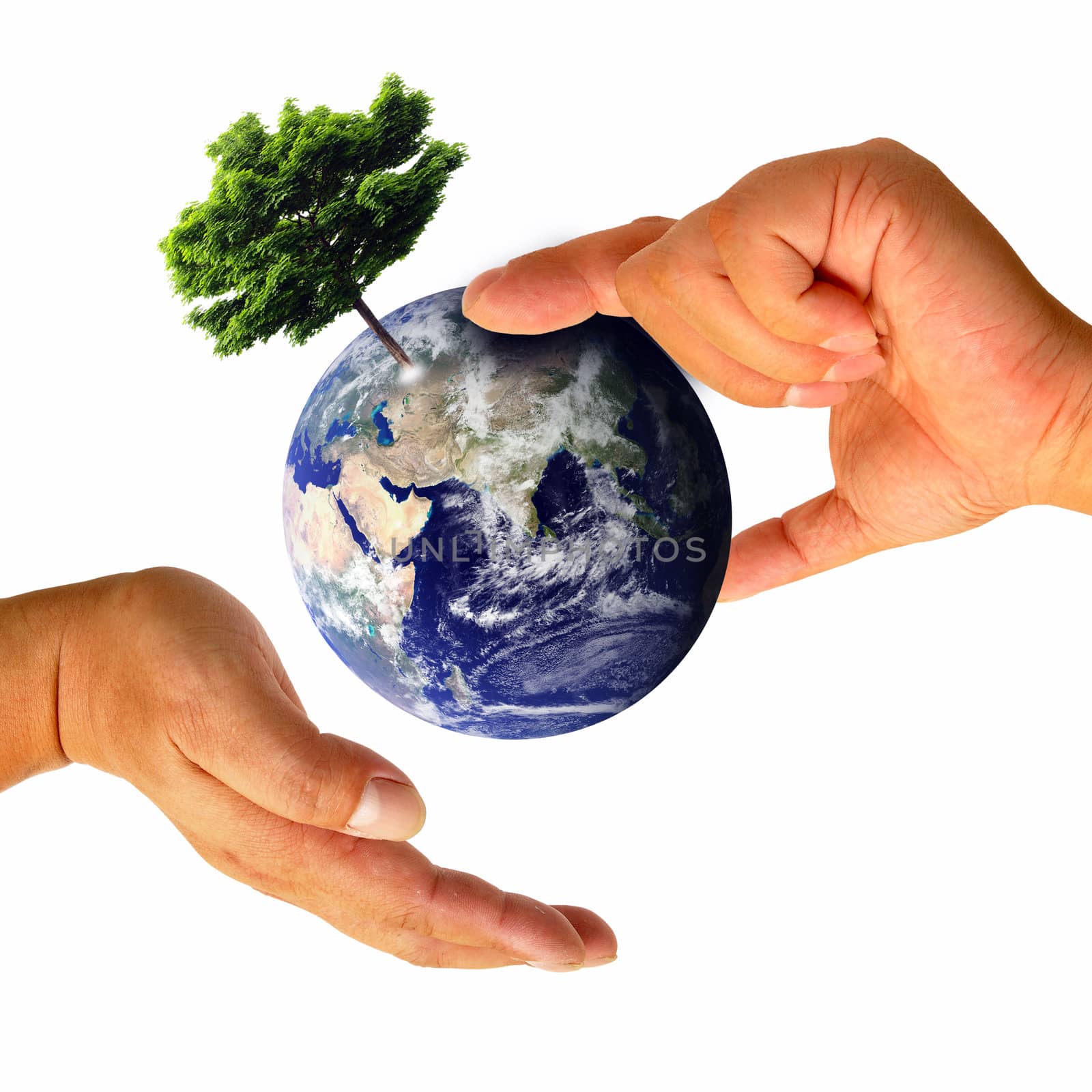 Male hand holding the Earth with tree