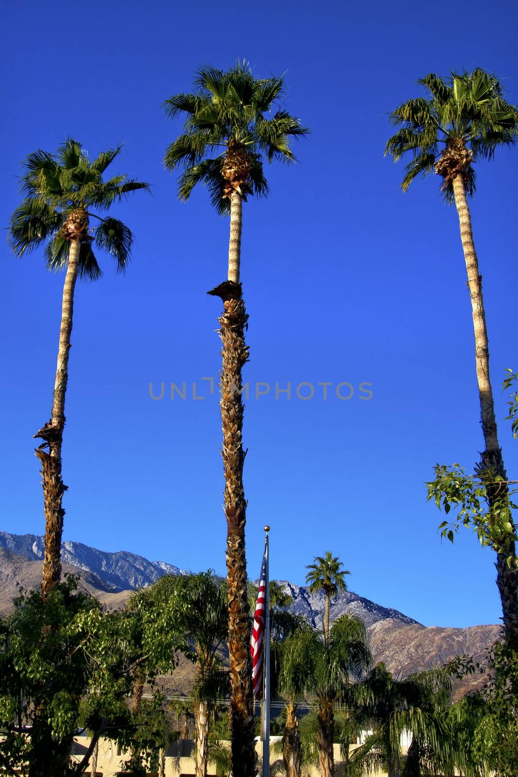 Fan Palms Trees American Flag Palm Springs California by bill_perry