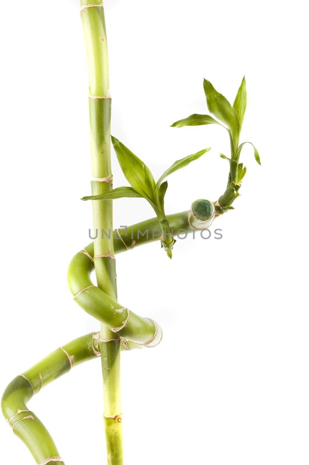 Green Bamboo on a white background by Triphka