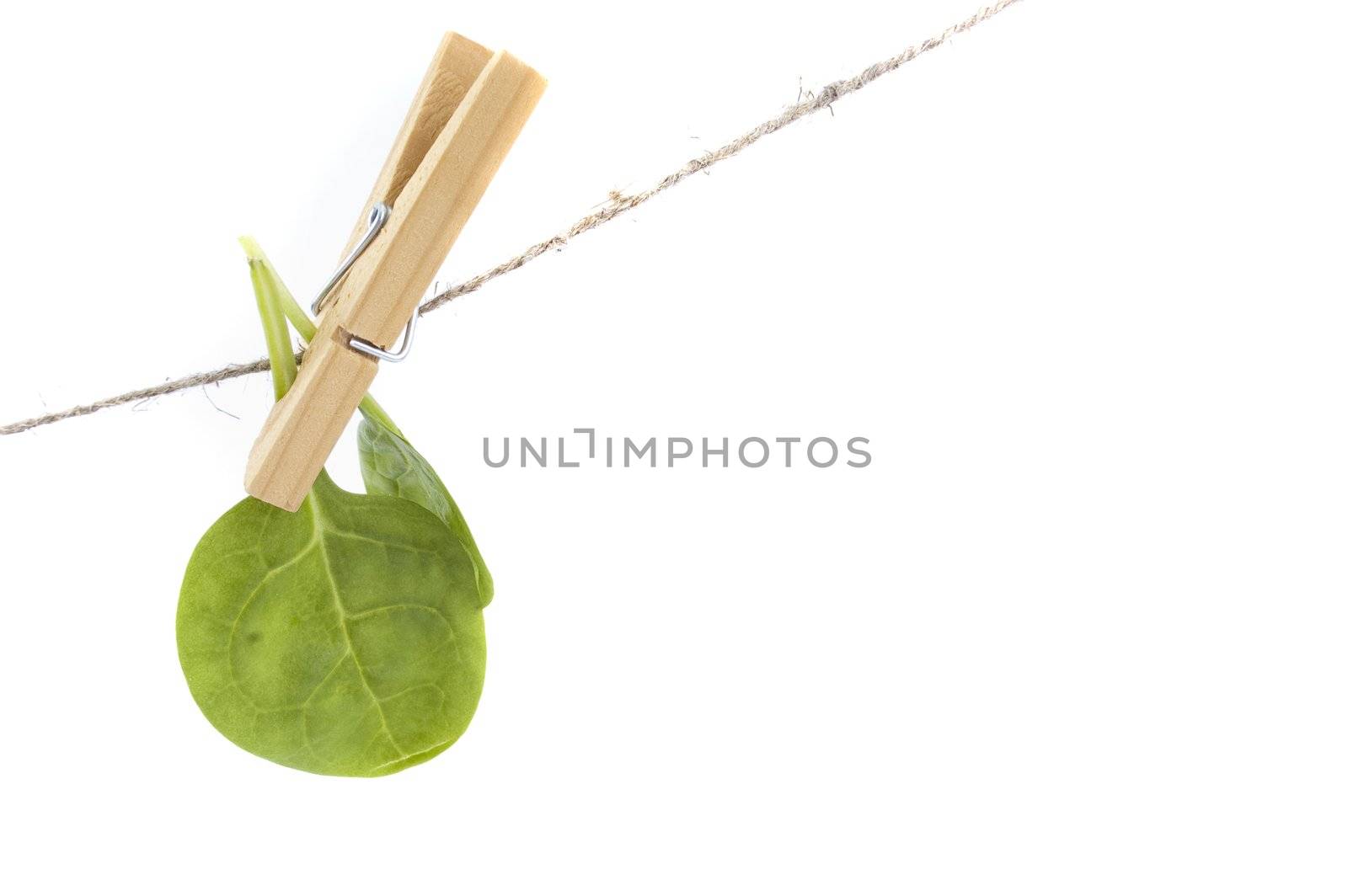 spinach leaves on clothespin