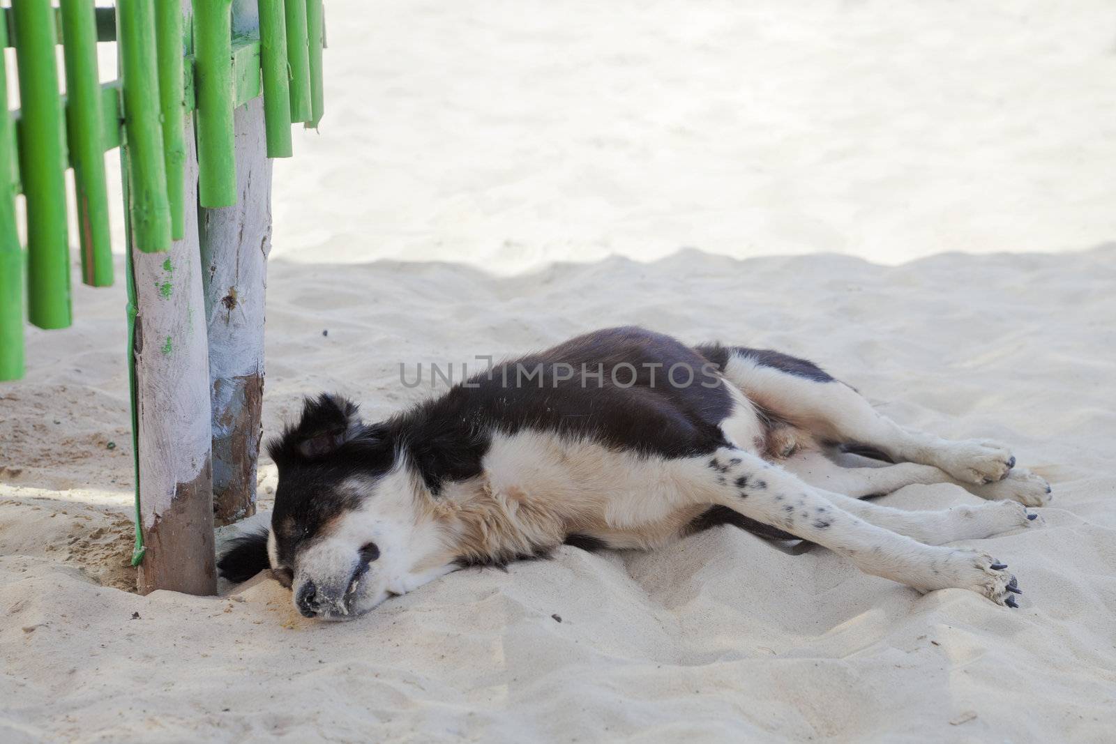 Landscape of a black and white street mongrel dog resting by a bright green fence in the shade away from the hot Indian sun only fit for mad dogs and englishmen. Location and horizontal landscape of shot, was Goa, India