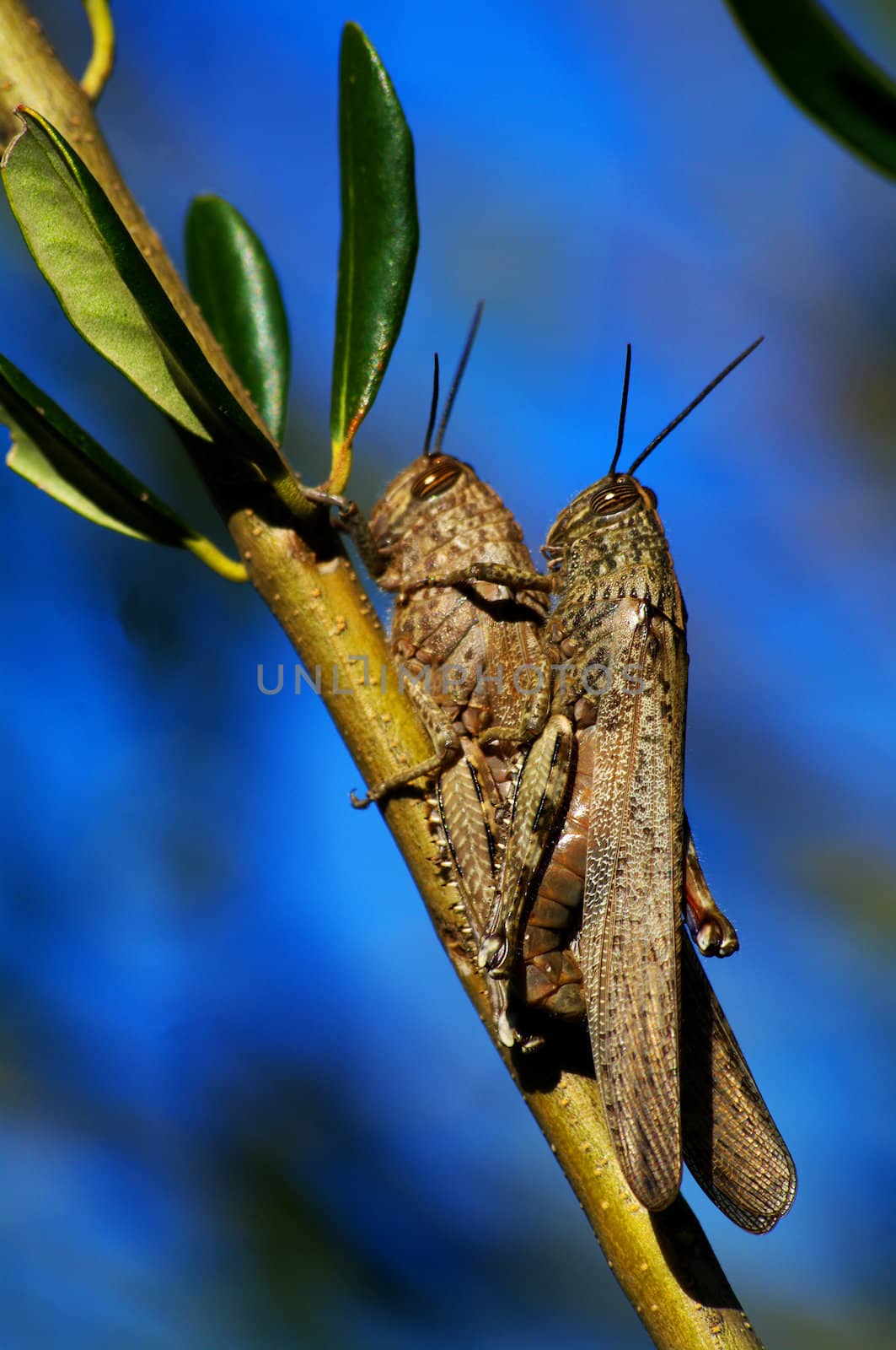 Grasshoppers mating - autumn mating