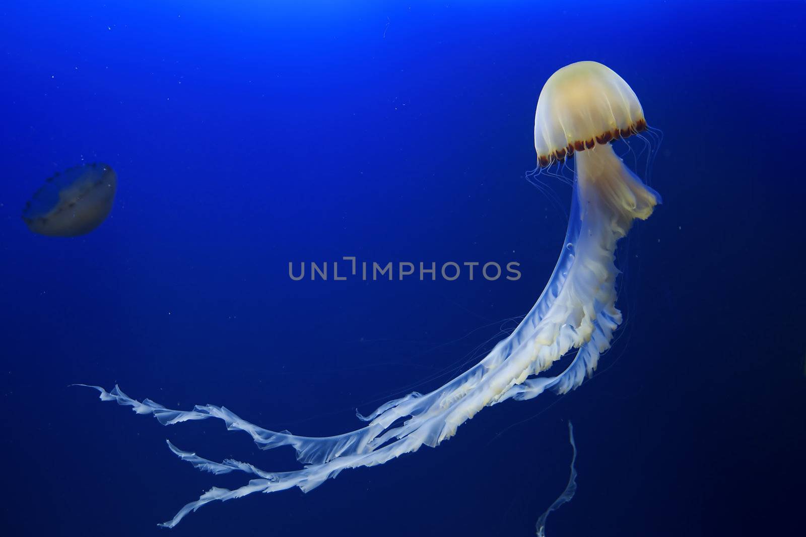 A jellyfish in blue water at Malapascua, Philippines