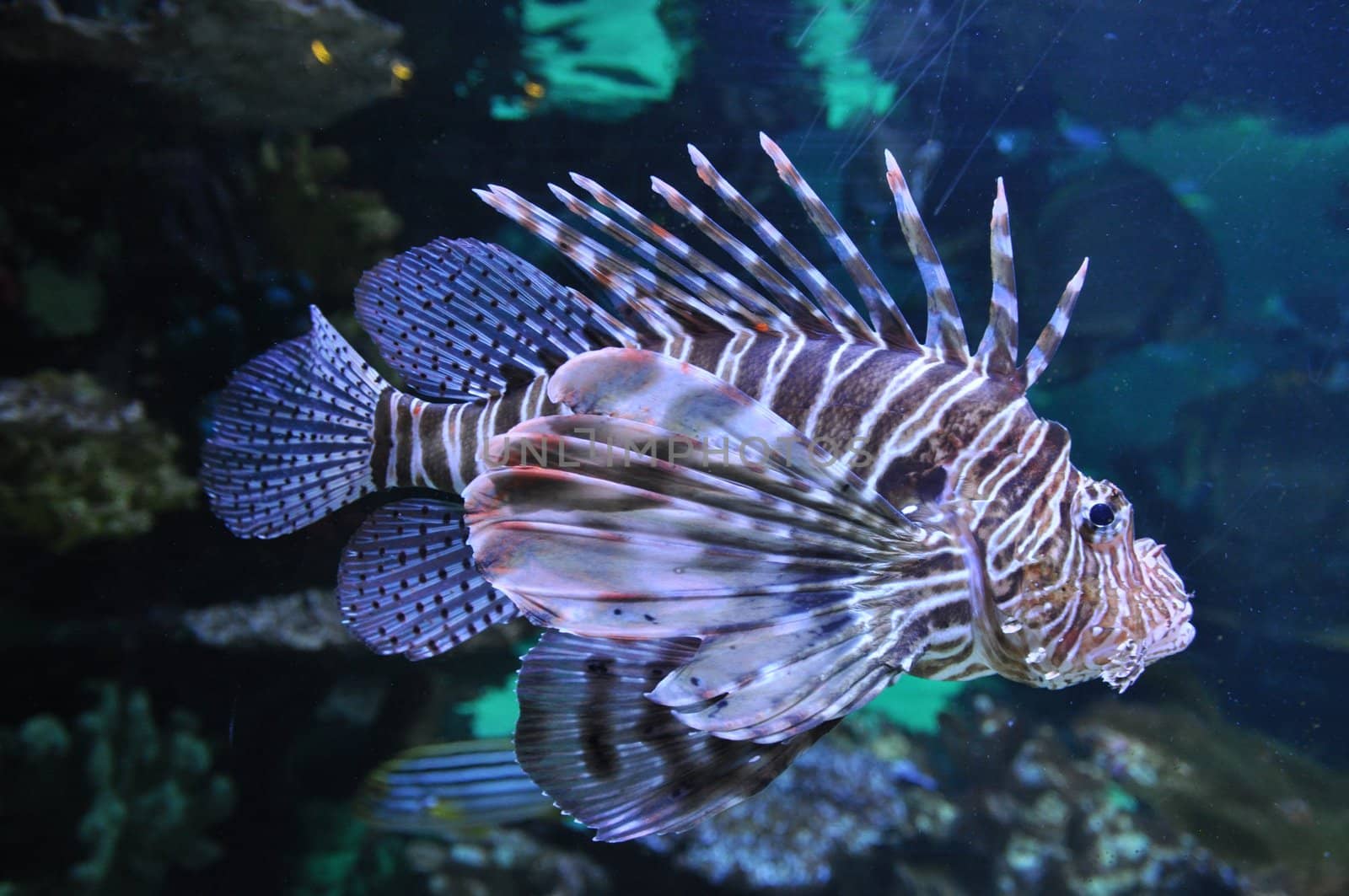 Lion fish in the water by anderm