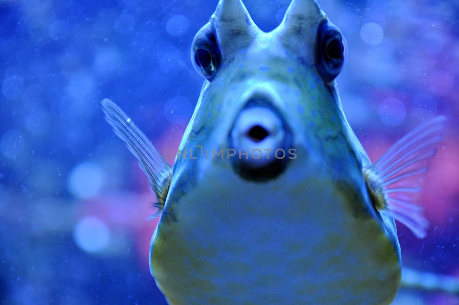 Two Horned Cow fish by anderm