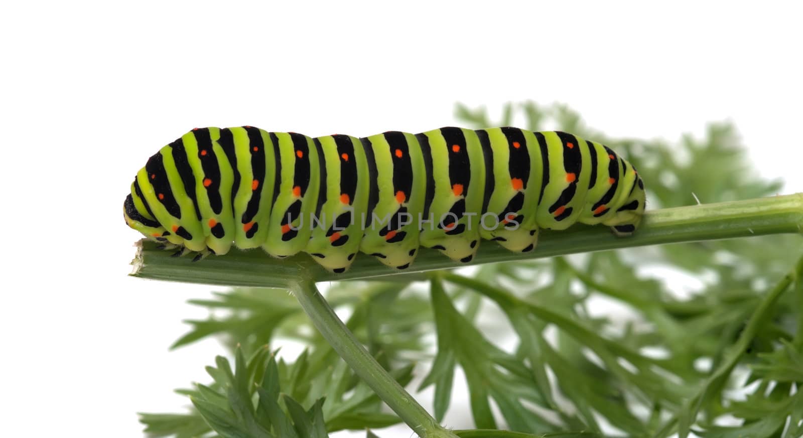 Machaon caterpillar creeps on a grass on a white background.