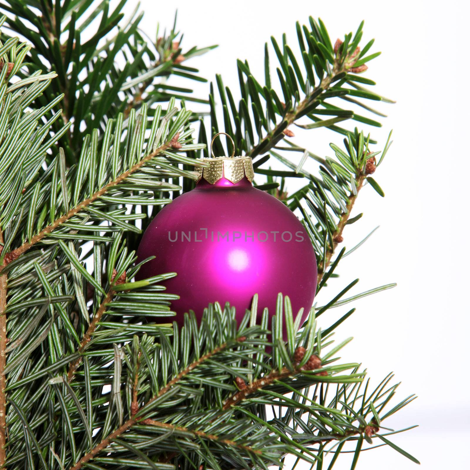 Single purple Christmas bauble hanging on a branch of a natural fir tree isolated on white for your seasonal greeting