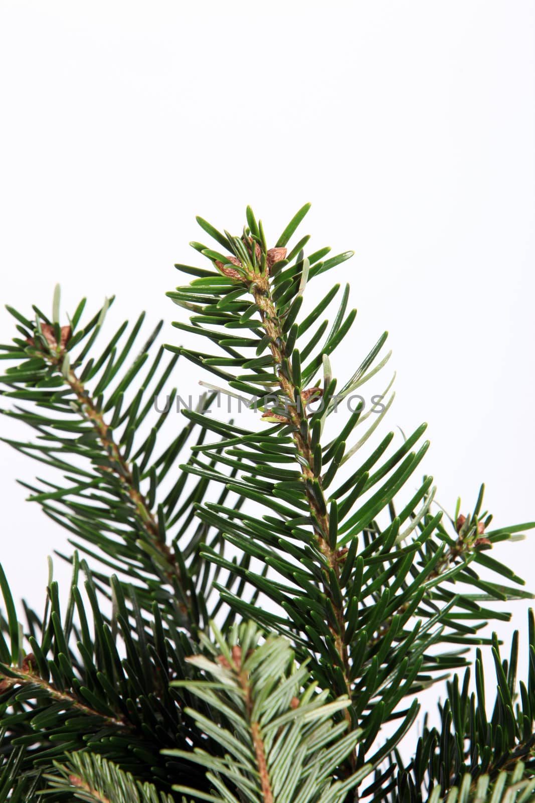 Isolated fir branch on white by Farina6000