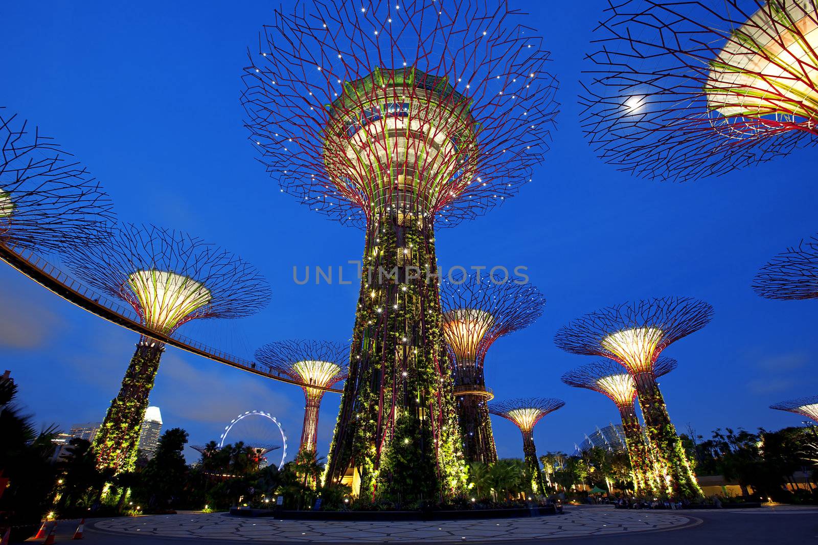 SINGAPORE - JANUARY 23: Night view of Supertree Grove at Gardens by the Bay on January 23, 2013 in Singapore. Spanning 250 acres of reclaimed land in central Singapore, adjacent to the Marina Reservoir.