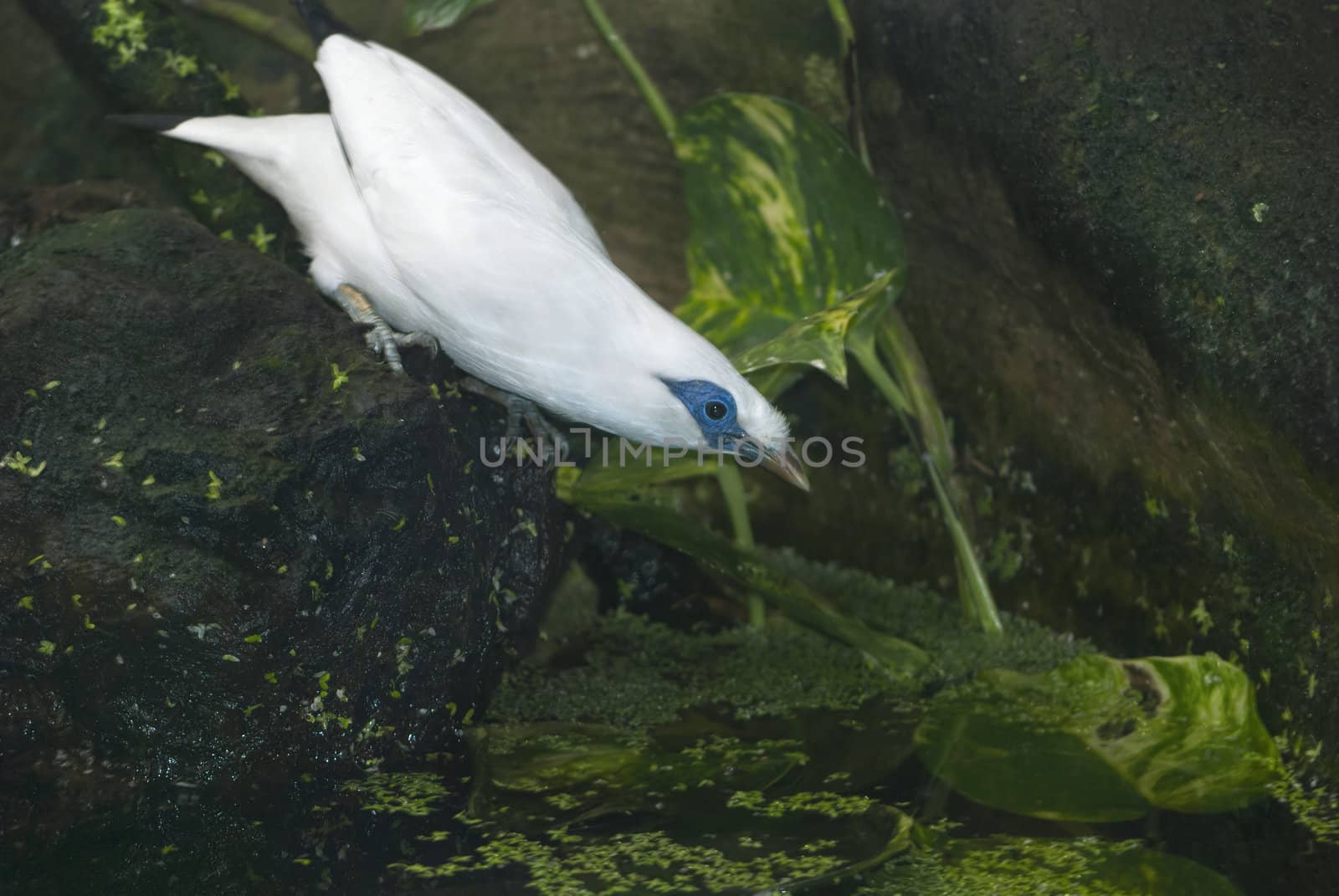 Bali Myna (Leucopsar rothschildi), or Bali Starling, drinking water