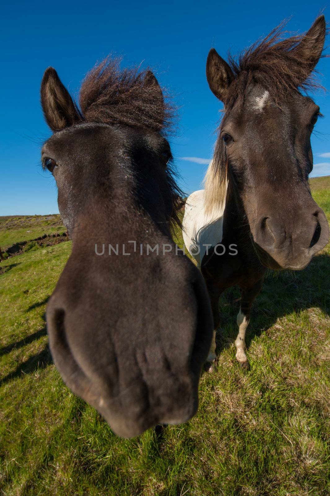 Icelandic horses by fyletto